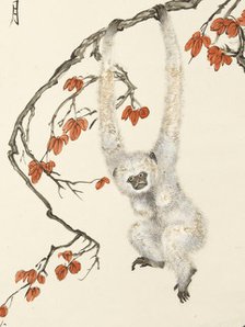 White monkey, 1937. Creator: Zhang Shanzi.