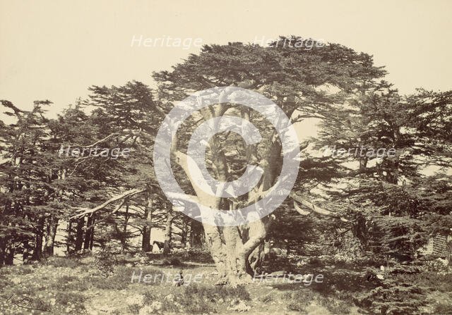 The Largest of the Cedars, Mount Lebannon, 1857. Creator: Francis Frith.