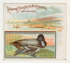Black Head Duck, from the Game Birds series (N40) for Allen & Ginter Cigarettes, 1888-90. Creator: Allen & Ginter.