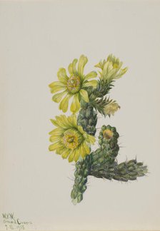 Cholla Opuntia whipplei, 1938. Creator: Mary Vaux Walcott.