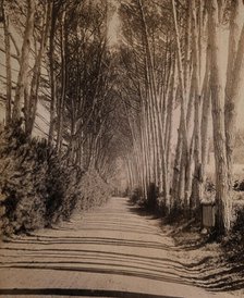 South Africa: an avenue lined with Fir trees in Rondebosch, 1896. Creator: GW Wilson and Company.