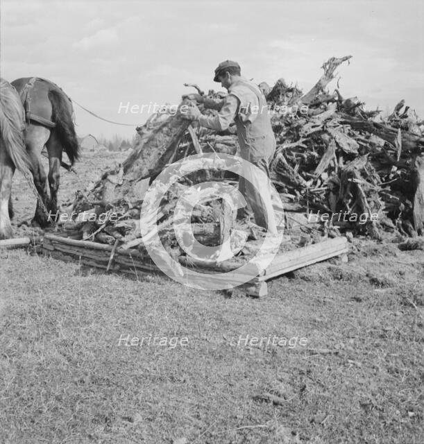 Ex-mill worker clears eight-acre field after bulldozer..., Boundary County, Idaho, 1939. Creator: Dorothea Lange.
