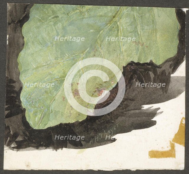 Heterocampa Biundata, Walker, study for book Concealing Coloration in the Animal Kingdom, n.d. Creator: Abbott Handerson Thayer.