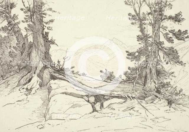 Sierra Pines, 1924. Creator: Bolton Coit Brown.