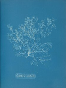 Griffithsia multifida, ca. 1853. Creator: Anna Atkins.