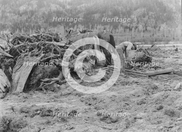 Ex-lumber mill worker clears eight-acre field after bulldozer..., Boundary County, Idaho, 1939. Creator: Dorothea Lange.
