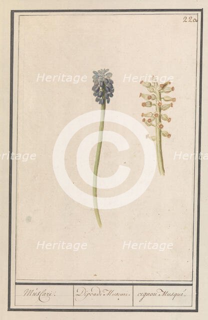 Grape hyacinths (Muscari botryoides), 1596-1610. Creators: Anselmus de Boodt, Elias Verhulst.