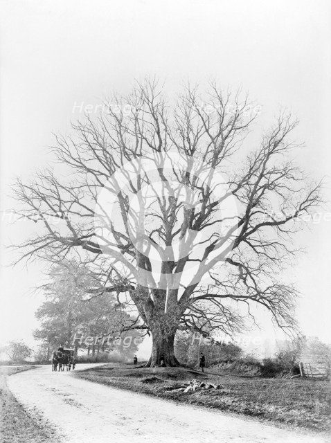 The Fyfield Elm, Fyfield, Oxfordshire, 1867. Artist: Henry Taunt.