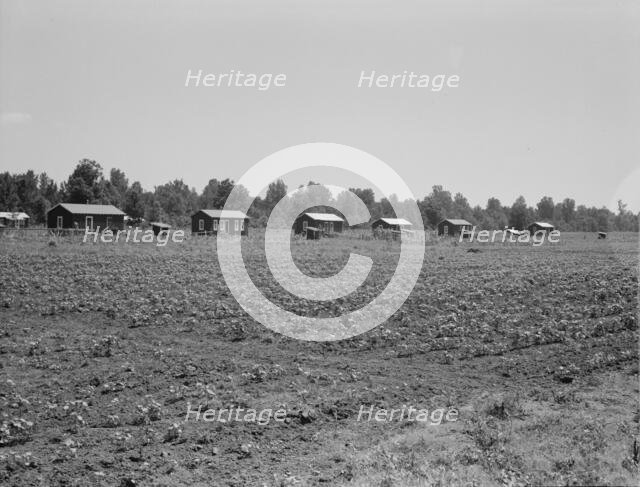 Delta cooperative farm cabins and cotton, Hillhouse, Mississippi, 1937. Creator: Dorothea Lange.