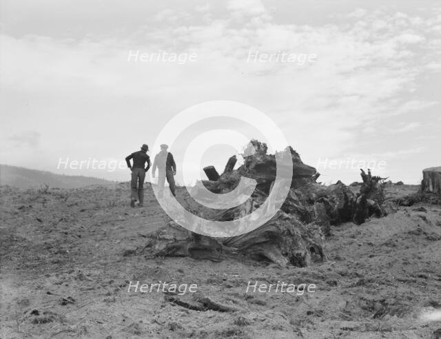 Father and son have cleared thirty acres of raw stump land in 3 years, Boundary County, Idaho, 1939. Creator: Dorothea Lange.
