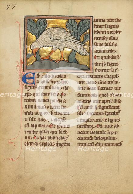 A Phoenix; De Natura Avium; De Pastoribus et Ovibus, 1277 or after. Creator: Unknown.