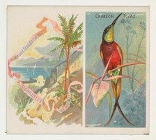 Crimson Topaz, from Birds of the Tropics series (N38) for Allen & Ginter Cigarettes, 1889. Creator: Allen & Ginter.