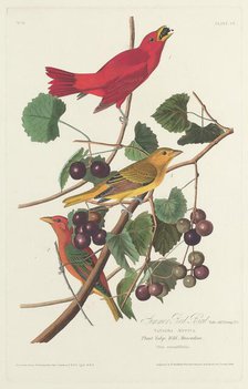 Summer Red Bird, 1828. Creator: Robert Havell.