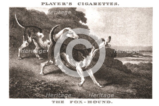 'The Foxhound', (1924). Creator: Unknown.