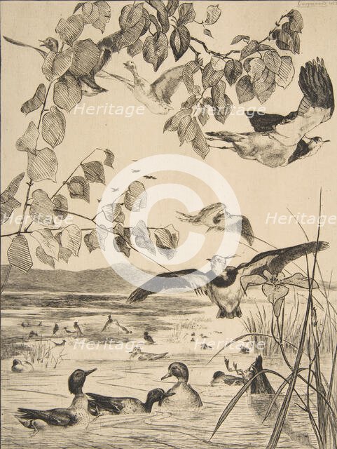 Vanneaux et Sarcelles, 1862. Creator: Felix Bracquemond.