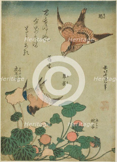 Bull-headed Shrike and Bluebird with Saxifrage and Wild Strawberry (Mozu, ruri..., c. 1834. Creator: Hokusai.