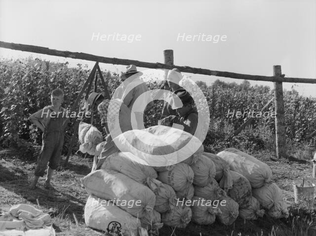 Beanfield - weigh scales, pickers, and sacked beans at edge of..., near West Stayton, Oregon, 1939. Creator: Dorothea Lange.