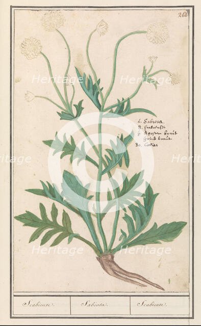 Scabiosa or Knautia, 1596-1610. Creators: Anselmus de Boodt, Elias Verhulst.