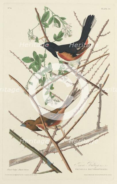 Towee Bunting, 1828. Creator: Robert Havell.
