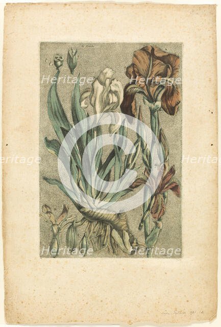 Iris Florentina, from Collection des plantes usuelles, curieuses, et étrangères, 1767. Creator: Jacques Fabian Gautier Dagoty.