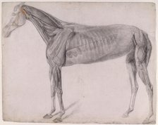 Working drawing for 'The Second Anatomical Table of the Muscles ... of the Horse', 1756. Creator: George Stubbs.