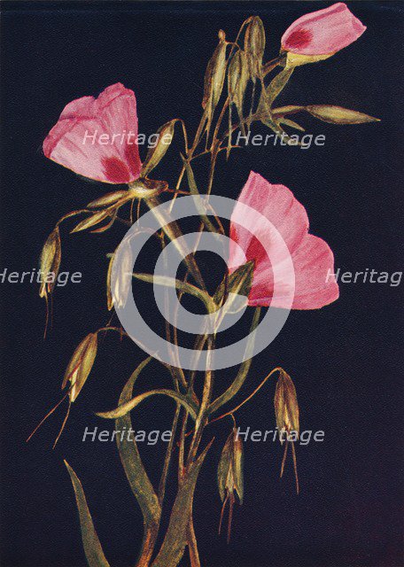 'Farewell to Spring',  c1915, (1915). Artist: Emma Graham Clock.