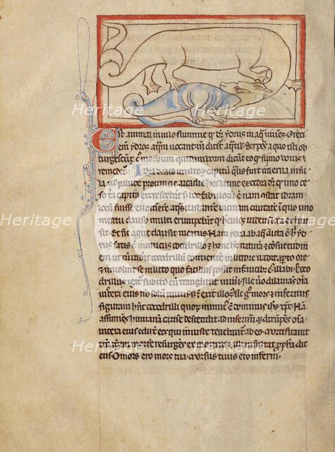 A Hydrus; Northumberland Bestiary, about 1250-1260. Creator: Unknown.