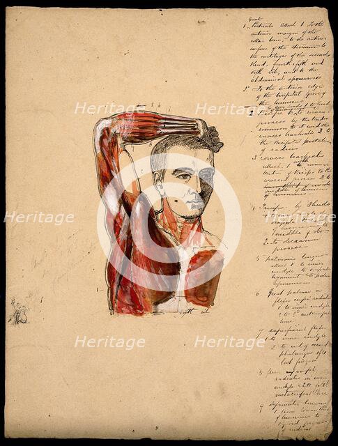 Muscles of the arm, shoulder and chest, front view: male écorché figure holding right..., 1800-1899. Creator: Unknown.