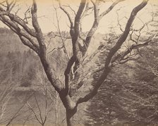 Tree, ca. 1858. Creator: Horatio Ross.
