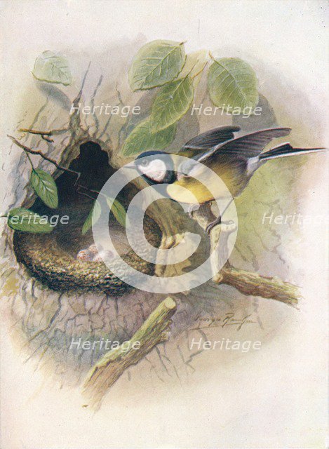 'Great Tit - Pa'rus m'ajor', c1910, (1910). Artist: George James Rankin.
