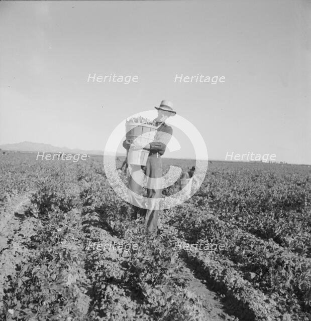 Pea pickers coming into weigh master, Sinclair Ranch, near Calipatria, California, 1939. Creator: Dorothea Lange.