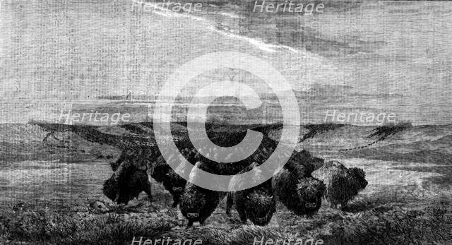 "A Herd of Bisons crossing a River Bottom on the Upper Missouri", by W. J. Hays, 1862. Creator: W Thomas.