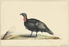 Bird with black feathers and a red crop, standing, left, c.1699-c.1719. Creator: Nicolaas Struyk.