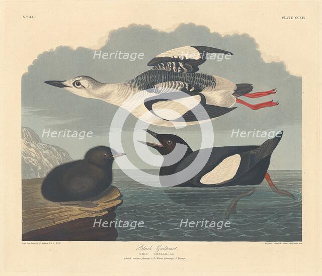 Black Guillemot, 1834. Creator: Robert Havell.