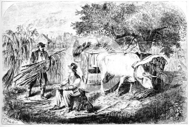 'Oxen Hauling Corn', 19th century.Artist: Edwin Forbes