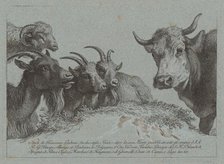 Study of Heads: Three Goats, an Ox, and a Ram, published c. 1783. Creator: Francesco Londonio.