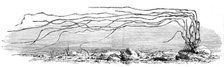 The Zostera marina, or grass-wrack, Mr. Harben's proposed substitute for cotton, 1862. Creator: Unknown.