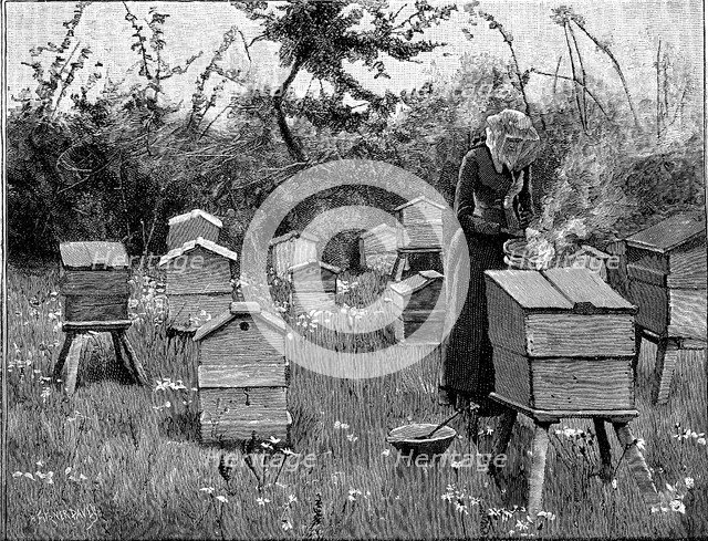 Apiary of wooden hives, Lismore, Ireland, 1890. Artist: Unknown