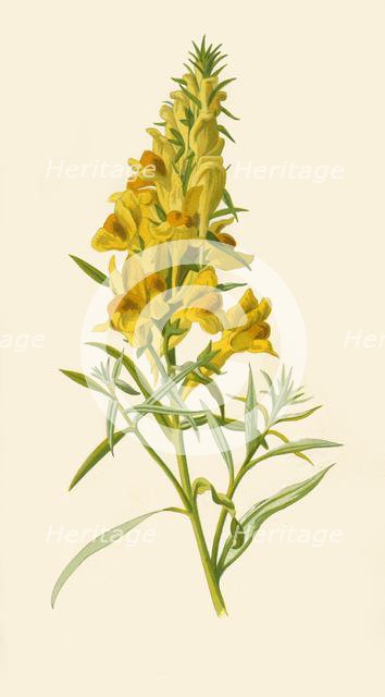'Toadflax', 1877. Creator: Frederick Edward Hulme.