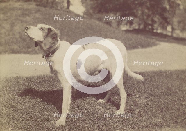 Dog, 1880s-90s. Creator: Unknown.