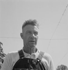Hop picker, once Nebraska farm owner, near Independence, Polk County, Oregon, 1939. Creator: Dorothea Lange.