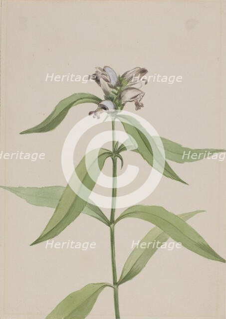 Turtlehead (Chelone glabra), ca. 1917-1918. Creator: Mary Vaux Walcott.