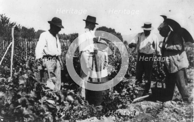 Antoine Lumiere inspecting grape harvest, n.d.. Creator: Frances Benjamin Johnston.