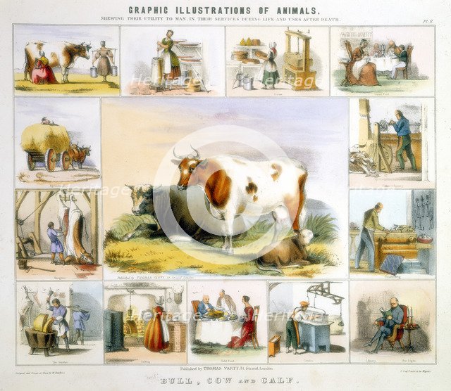 The Cow, c1850. Artist: Benjamin Waterhouse Hawkins