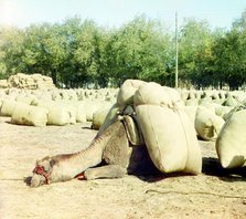 Camel loaded with sacks, between 1905 and 1915. Creator: Sergey Mikhaylovich Prokudin-Gorsky.