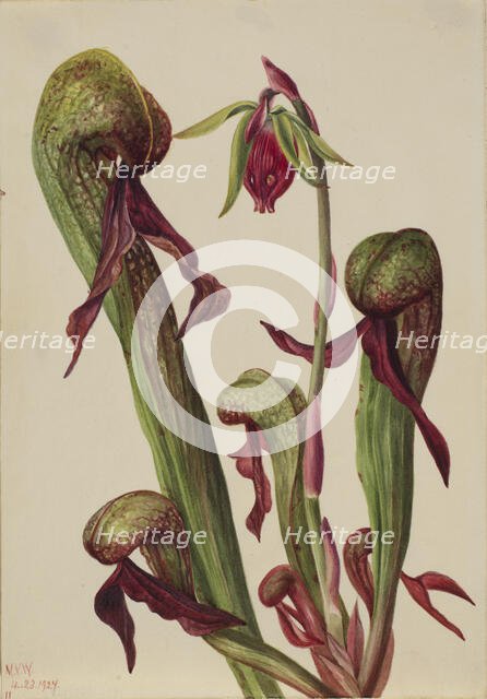 California Pitcherplant (Chrysamphora californica), 1924. Creator: Mary Vaux Walcott.
