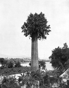 Tree growing out old sugar estate chimney, Jamaica, c1905.Artist: Adolphe Duperly & Son