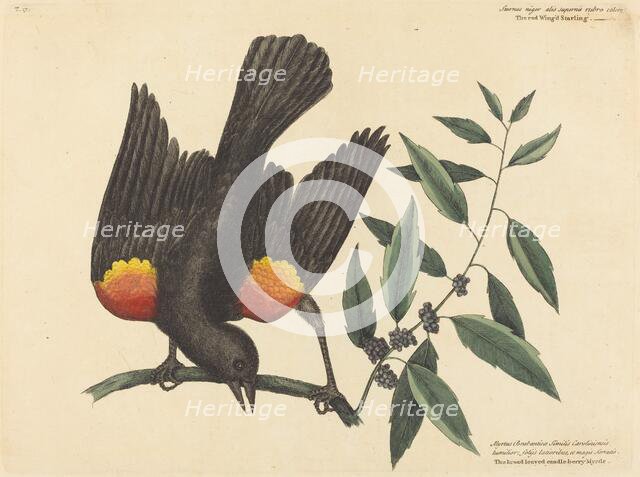 The Red Winged Starling (Oriolus phoeniceus), published 1754. Creator: Mark Catesby.