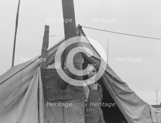 From Wyoming and Missouri eight years...working in lemons..., near Strathmore, CA, 1939. Creator: Dorothea Lange.