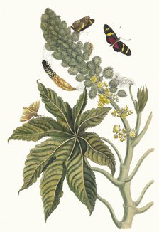 Palma Christi. From the Book Metamorphosis insectorum Surinamensium, 1705. Creator: Merian, Maria Sibylla (1647-1717).